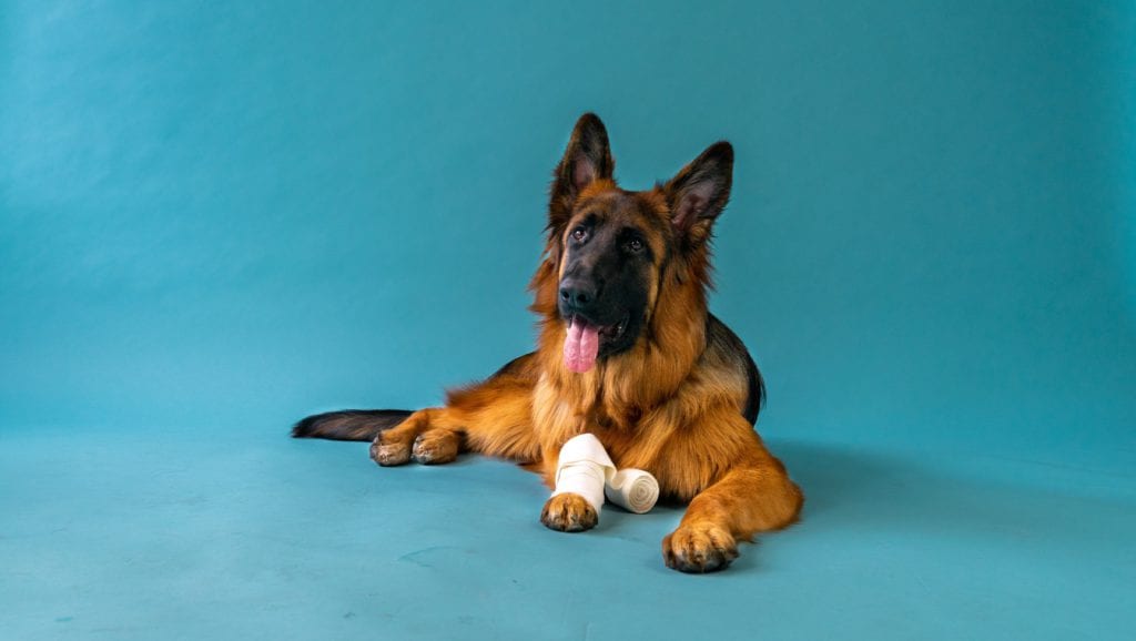hund har fået bandage på til sårVuffeli hundeblog
