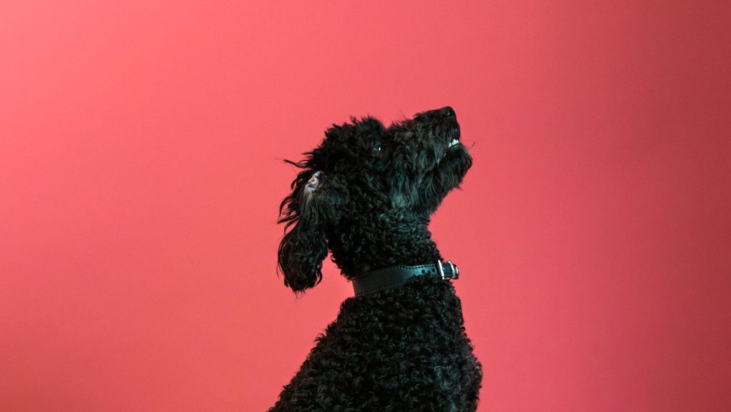 pudelhund kigger opVuffeli hundeblog