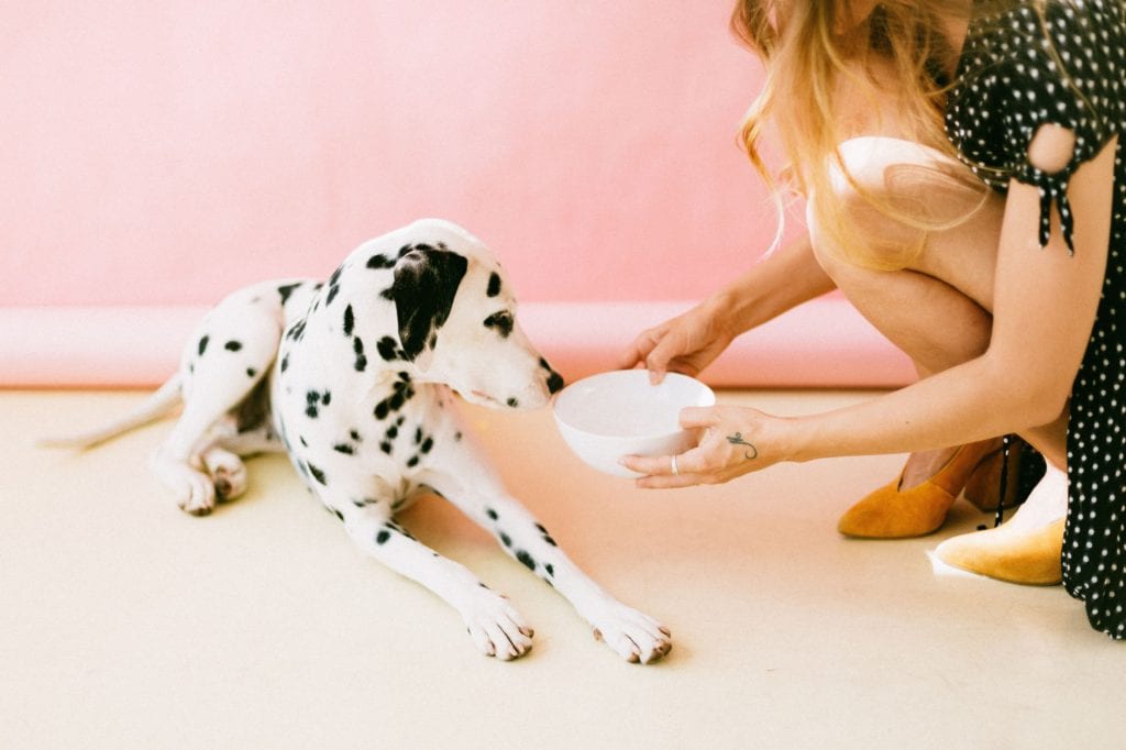 dalmatiner får vand af ejerVuffeli hundeblog