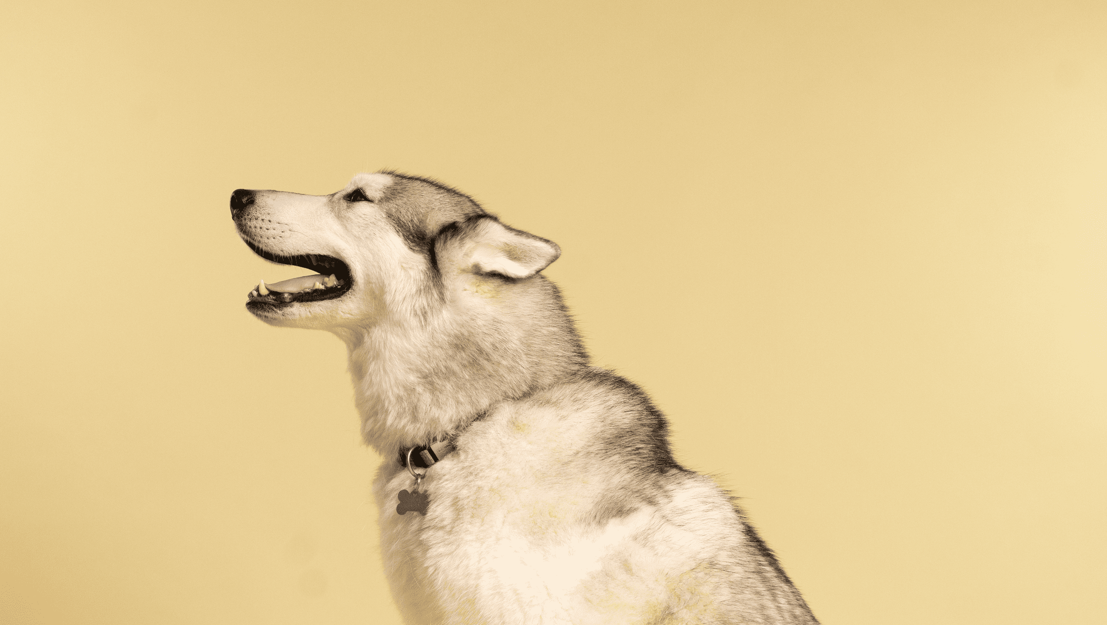 snesevis Stratford på Avon Kælder Øjenbetændelse hos hunde | Vuffeli hundeblog