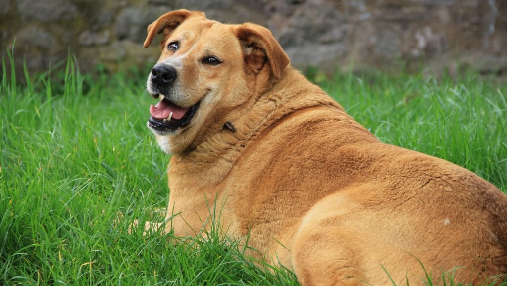 overvægtig hund ligger på græssetVuffeli hundeblog