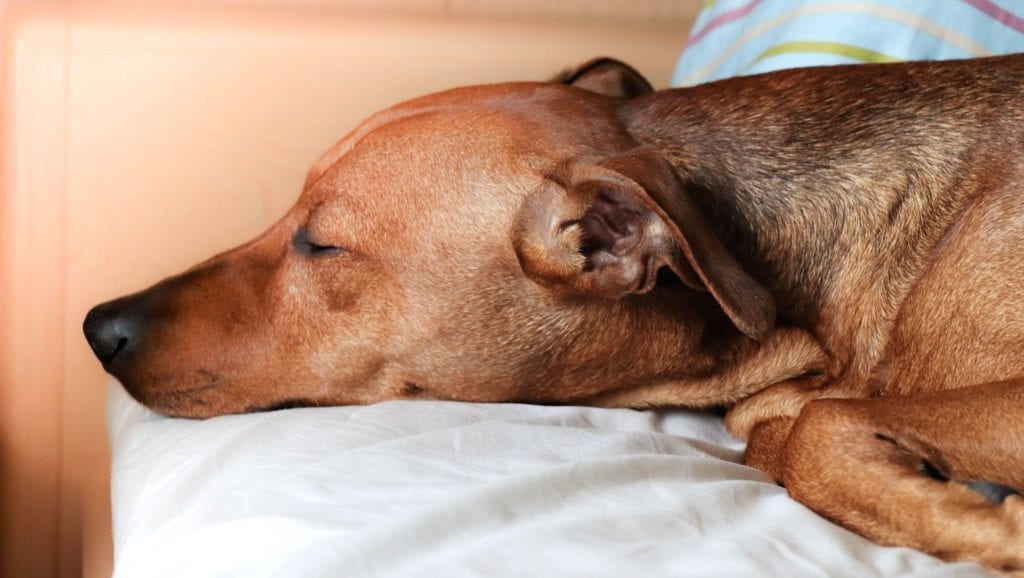brun hund sover i sengVuffeli hundeblog