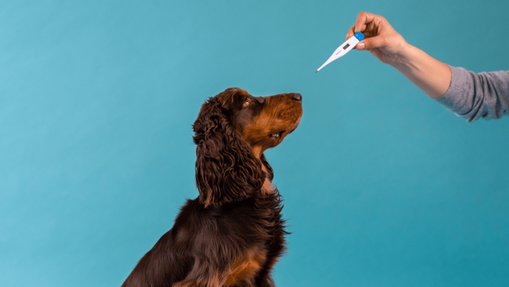 hund og termometer til at diagnosticere feberVuffeli hundeblog