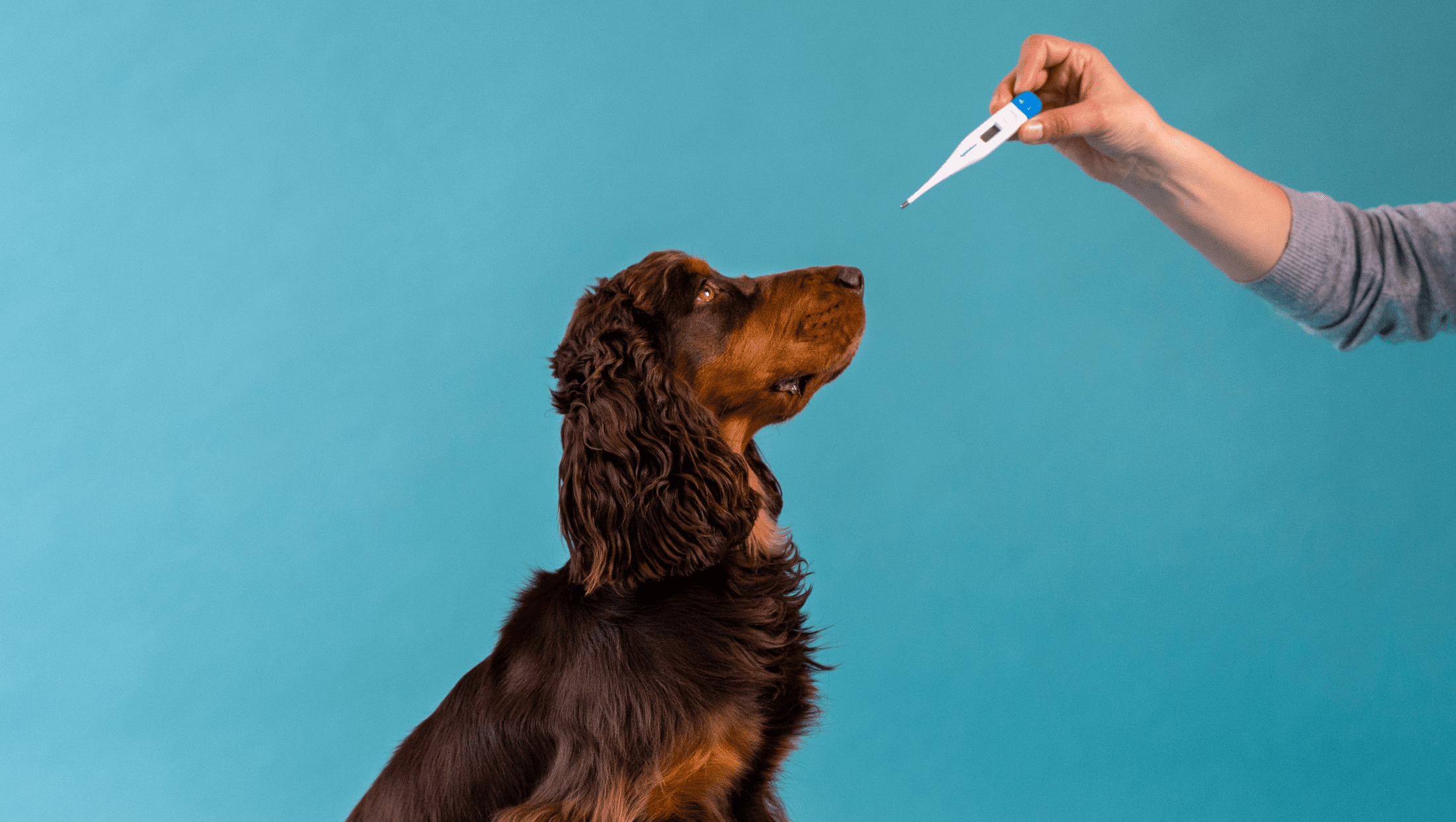 bid bue betaling Har min hund feber? | Vuffeli hundeblog