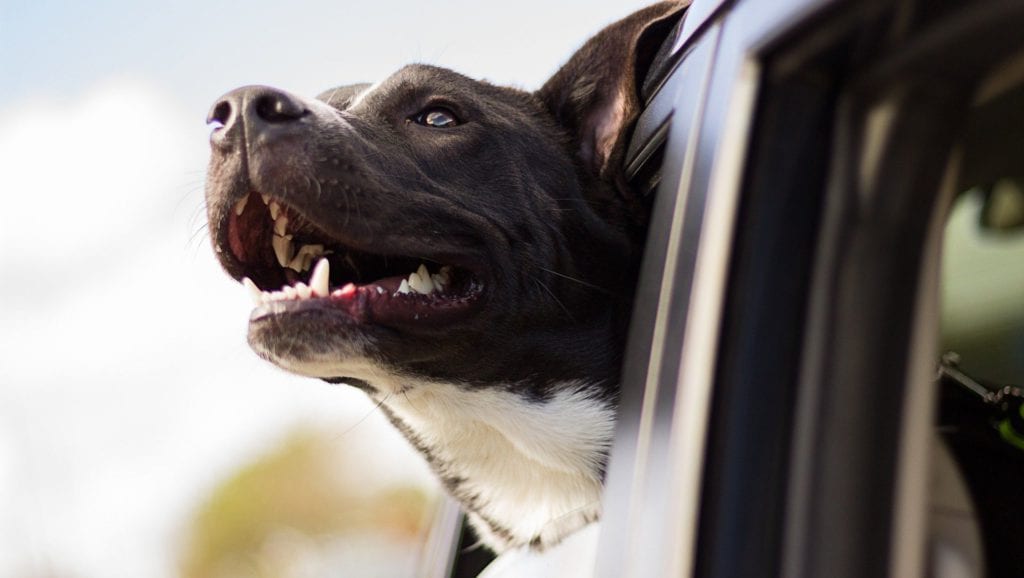 hund kigger ud af bilVuffeli hundeblog