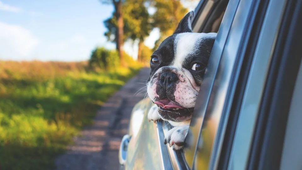 hund kigger ud af bilvindueVuffeli hundeblog