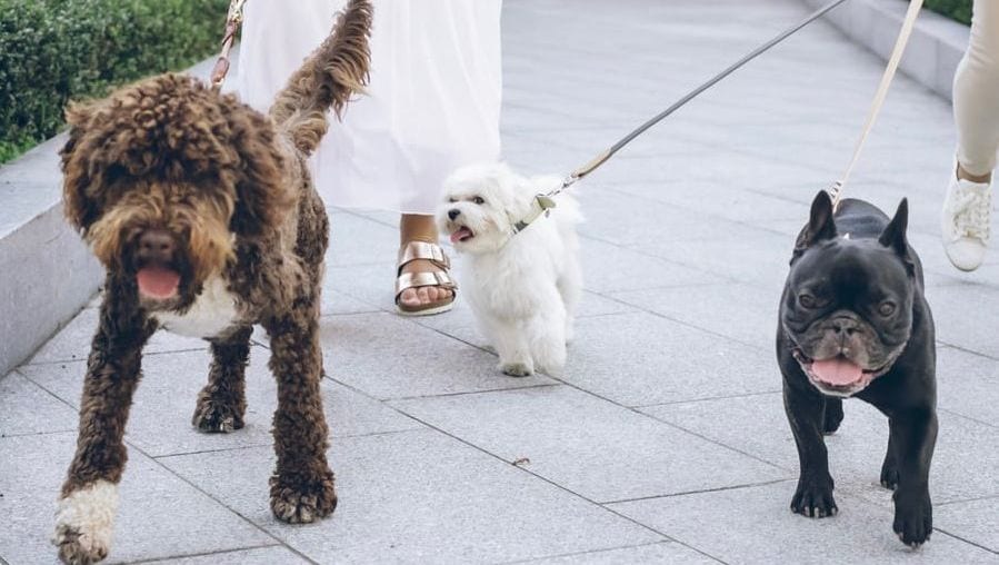 hunde går tur i snorVuffeli hundeblog