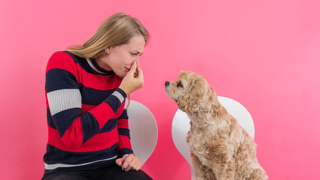 Grøn baggrund Summen Penelope Hunde og diarré: Guide til hundeejere | Vuffeli hundeblog