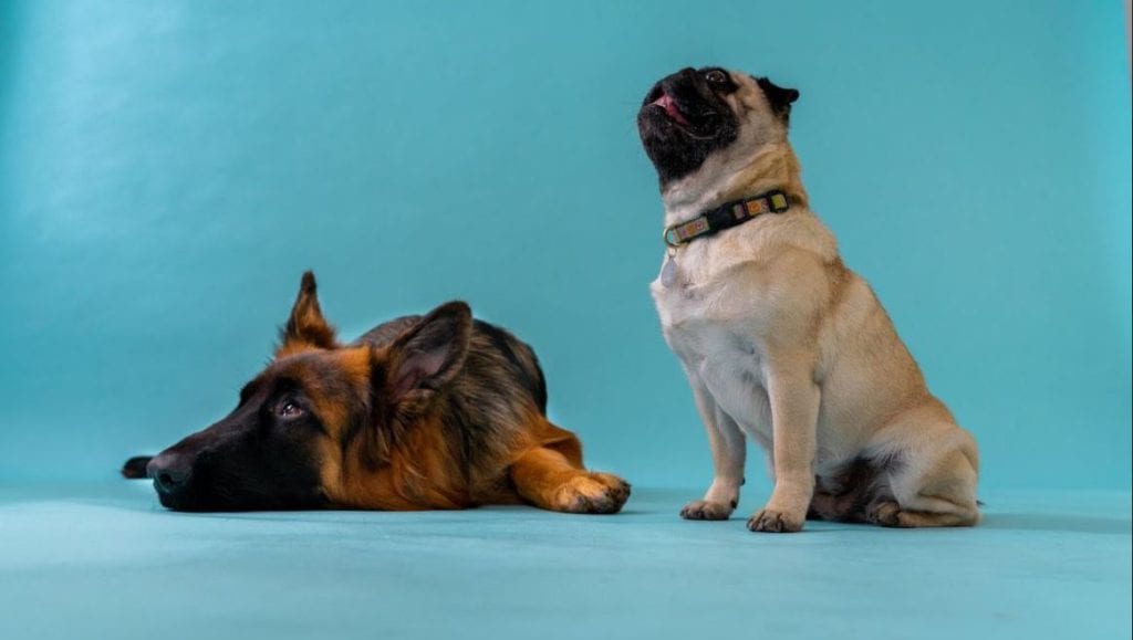 schæferhund ligger mops kigger blå baggrundVuffeli hundeblog
