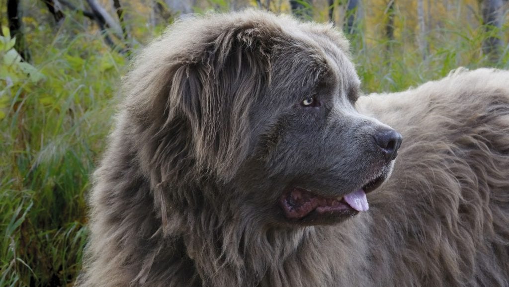 newfoundland kigger