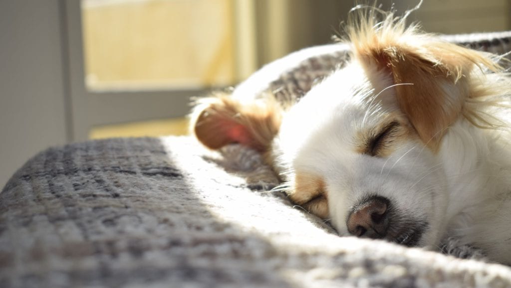hund ligger i tæppe og soverVuffeli hundeblog