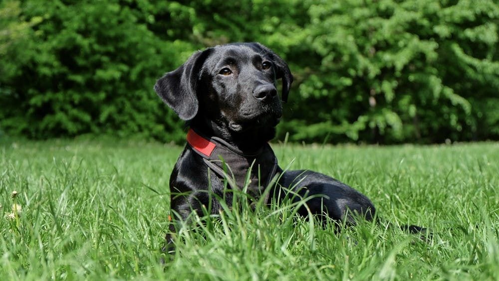 labrador ligger i græs
