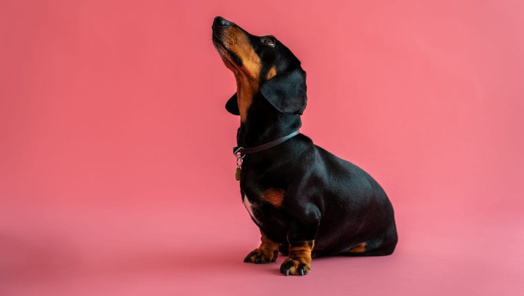 hund kigger op på lyserød baggrundVuffeli hundeblog