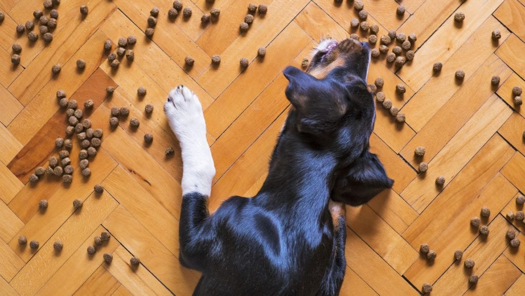 hund spiser godbidder / hundefoder fra gulvetVuffeli hundeblog