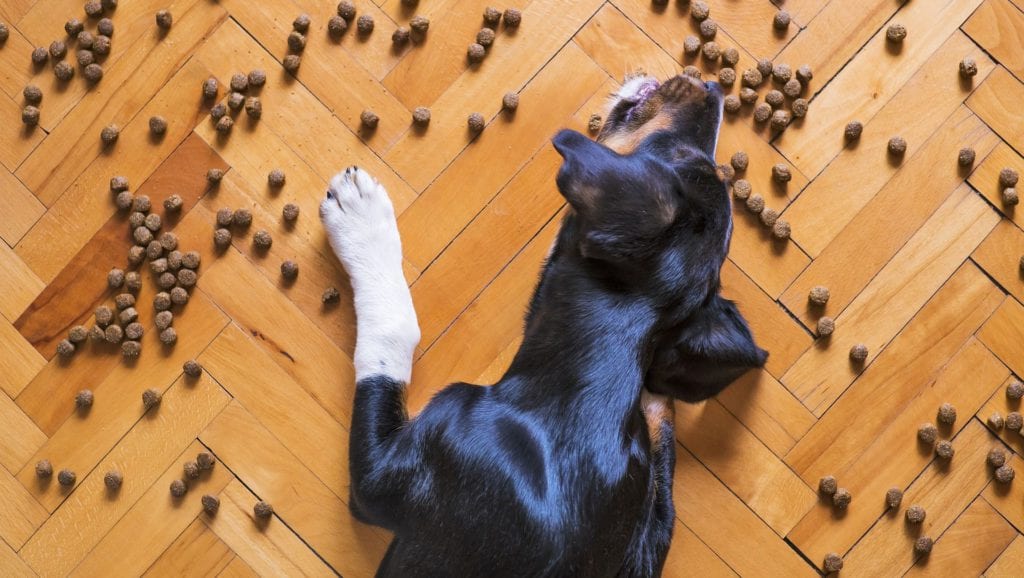 hund spiser godbidder fra gulvetVuffeli hundeblog