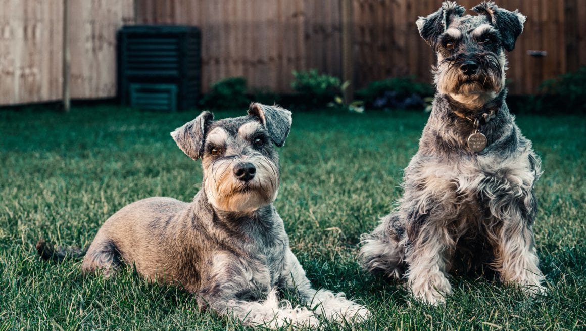 Z Hvordan Ta Vare På En Hund Bort Flått