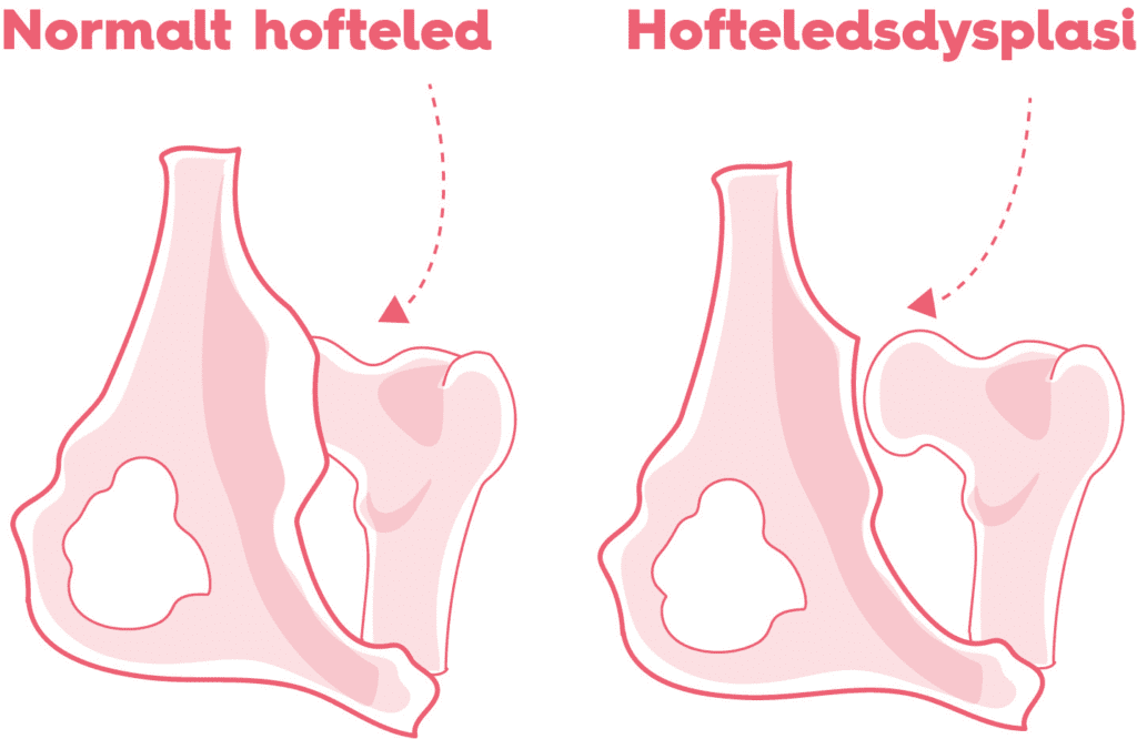 normalt hofteled og hofteledsdysplasi forskelVuffeli hundeblog