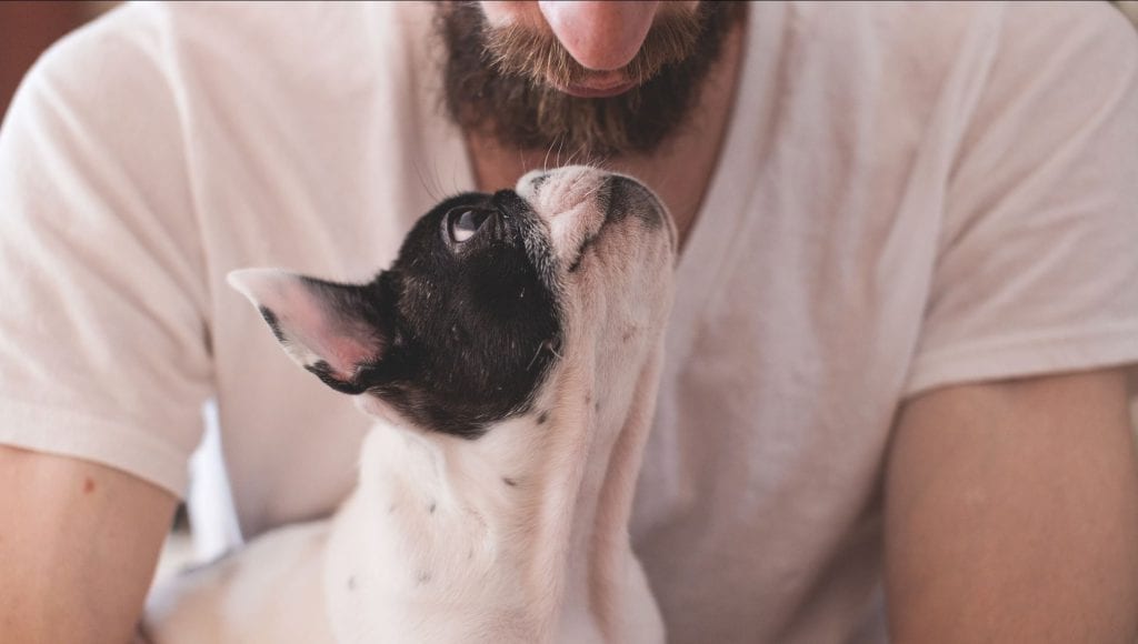 fransk bulldog kigger på ejerVuffeli hundeblog
