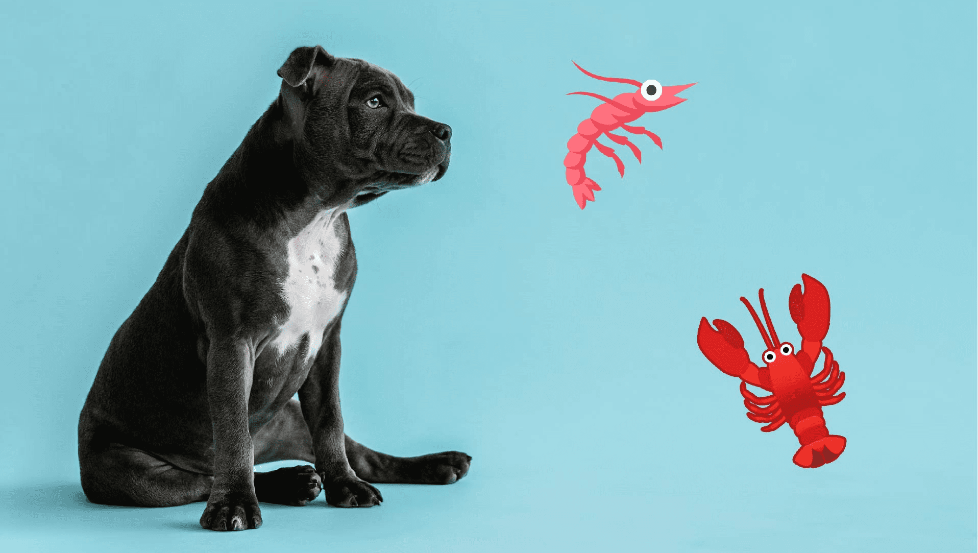 Må min hund spise skaldyr? | hundeblog