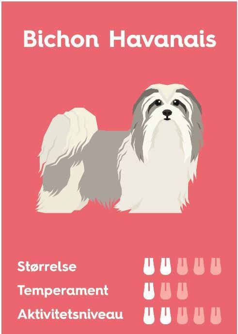 Bichon havanaisVuffeli hundeblog