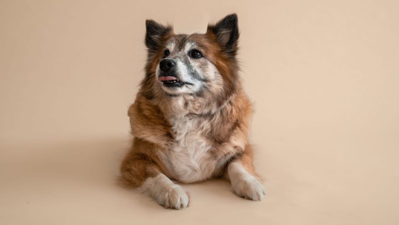 hund ligger på brun baggrundVuffeli hundeblog