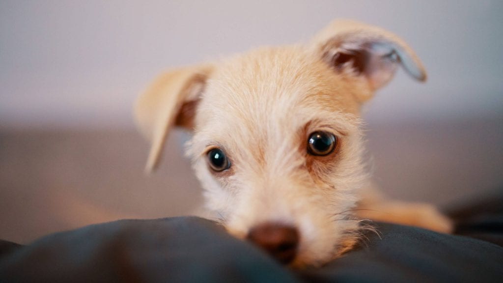 hund kigger fra sengenVuffeli hundeblog