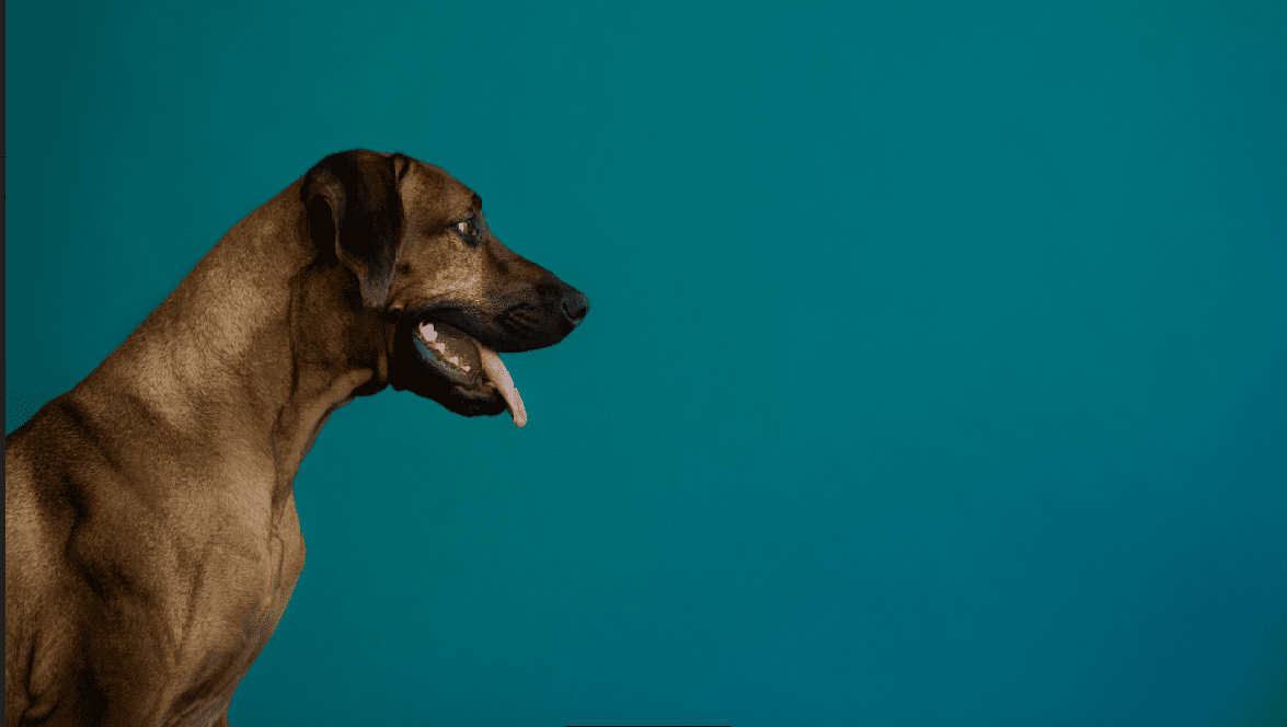 Hofteproblemer og hunde | hundeblog