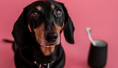 hund kigger med tandbørste i baggrunden