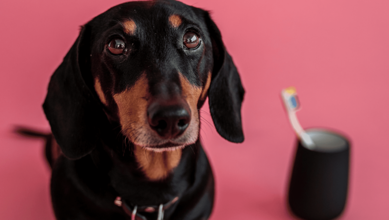 hund kigger med tandbørste i baggrundenVuffeli hundeblog
