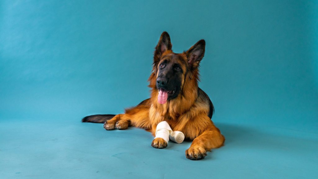 hund har fået bandage på efter sårVuffeli hundeblog