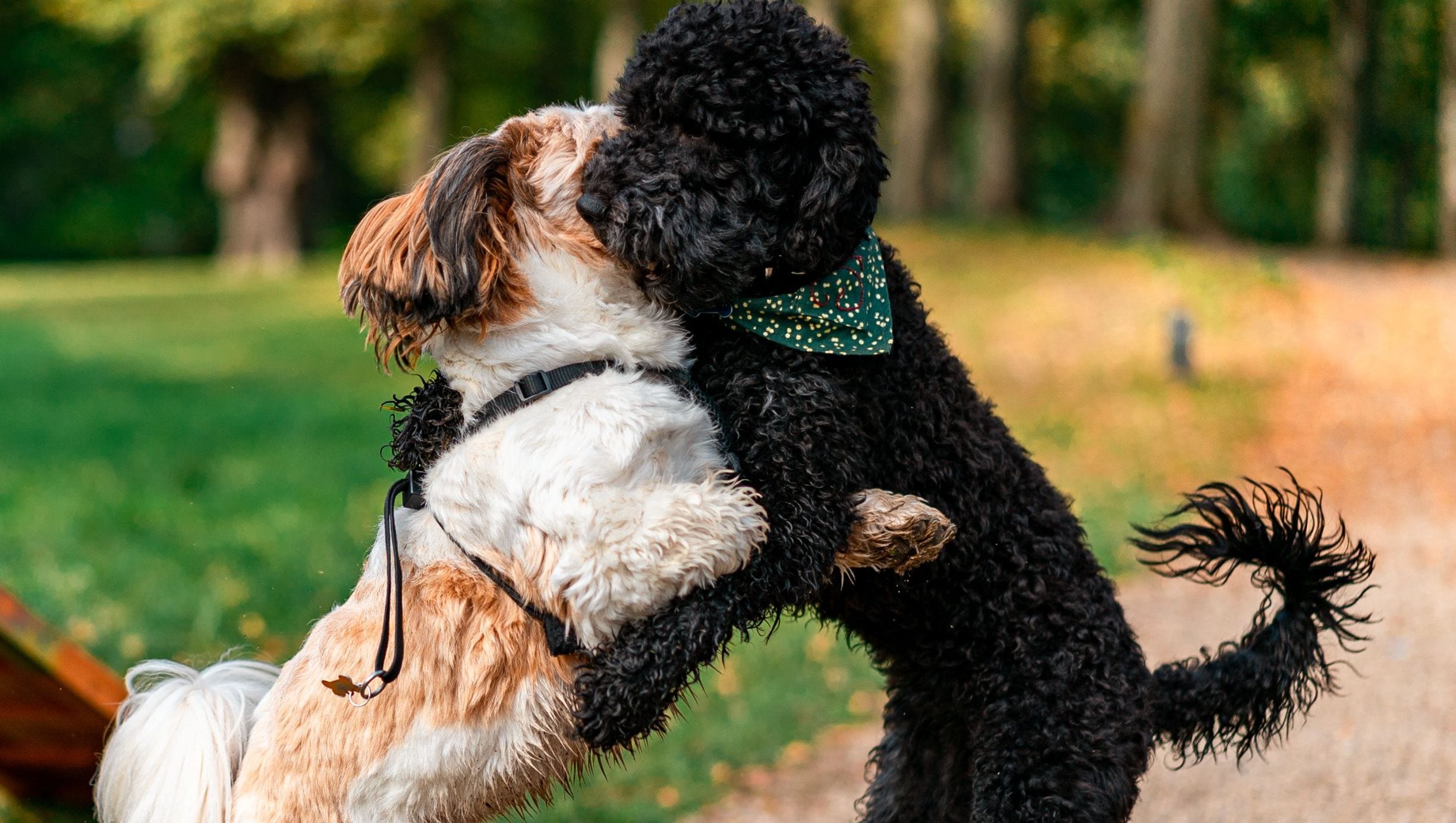 lol Overgivelse samlet set At neutralisere din hund: Det bør du vide før og efter | Vuffeli hundeblog