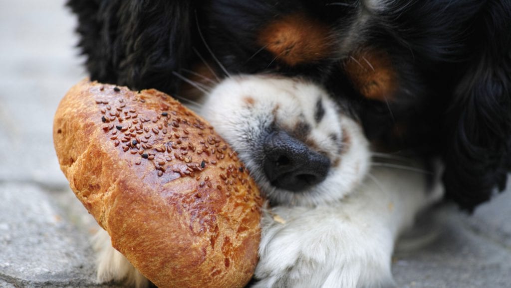 hund spiser en bolleVuffeli hundeblog