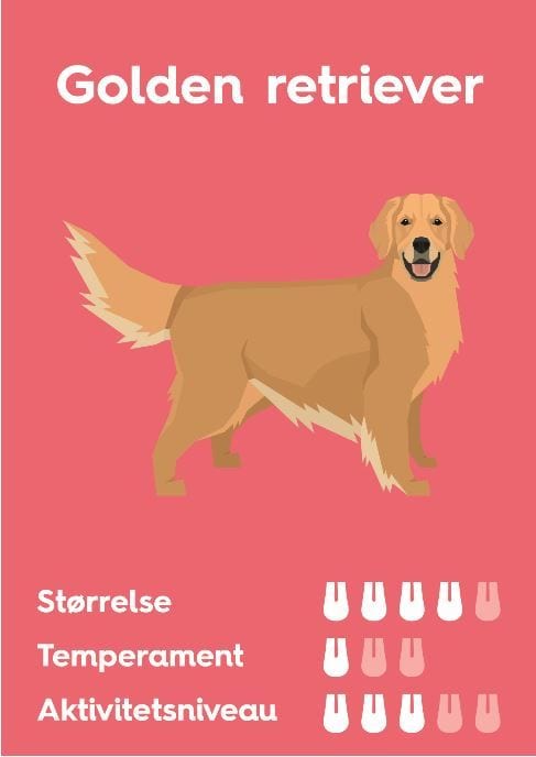 golden retrieverVuffeli hundeblog