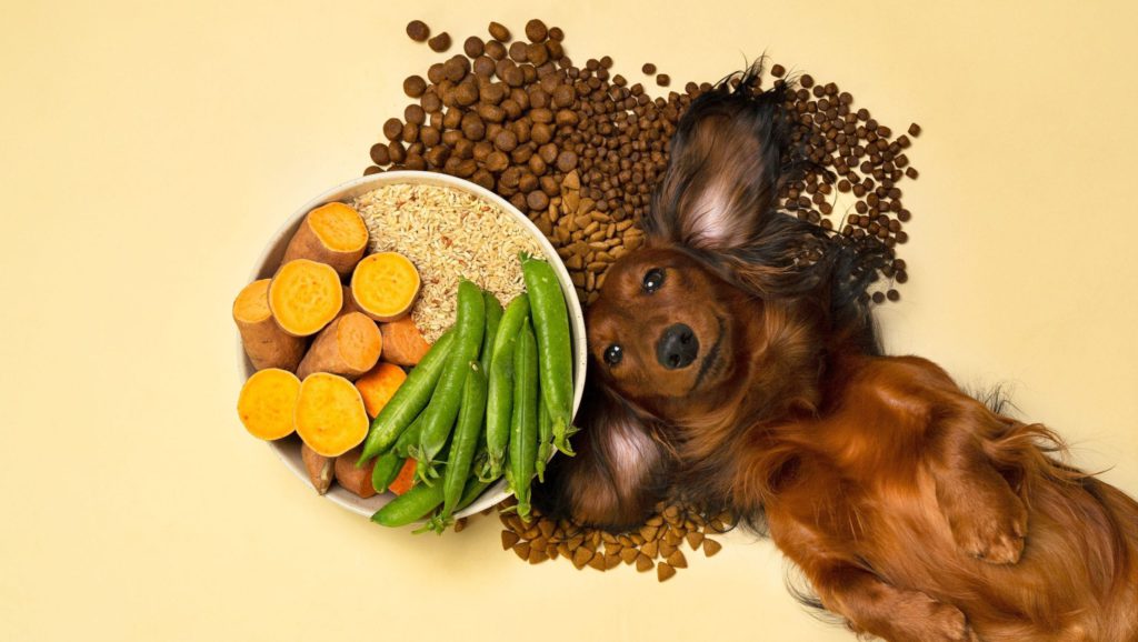 Hvilke ingredienser er der i hundefoder? | VuffeliVuffeli hundeblog