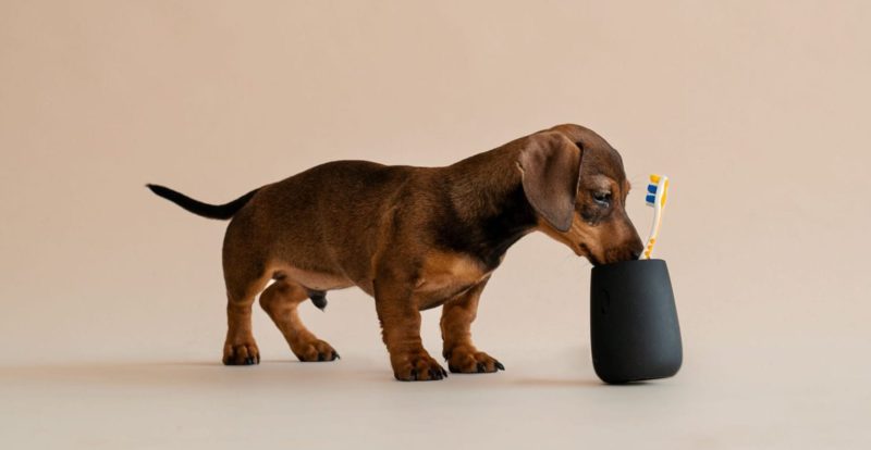 hund kigger ned i tandbørstenVuffeli hundeblog
