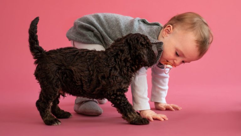 hund og baby