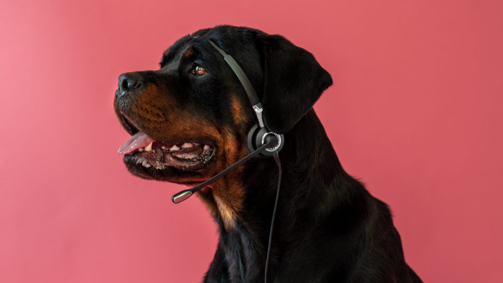 Hunde kan høre meget høje tonerVuffeli hundeblog