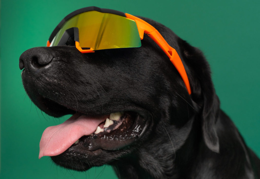 hund med solbriller påVuffeli hundeblog