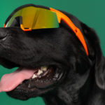 hund med solbriller påVuffeli hundeblog