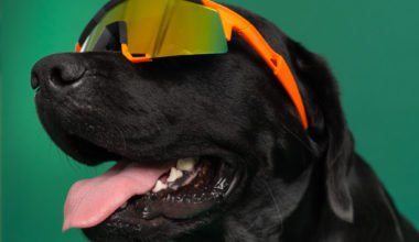 hund med solbriller på