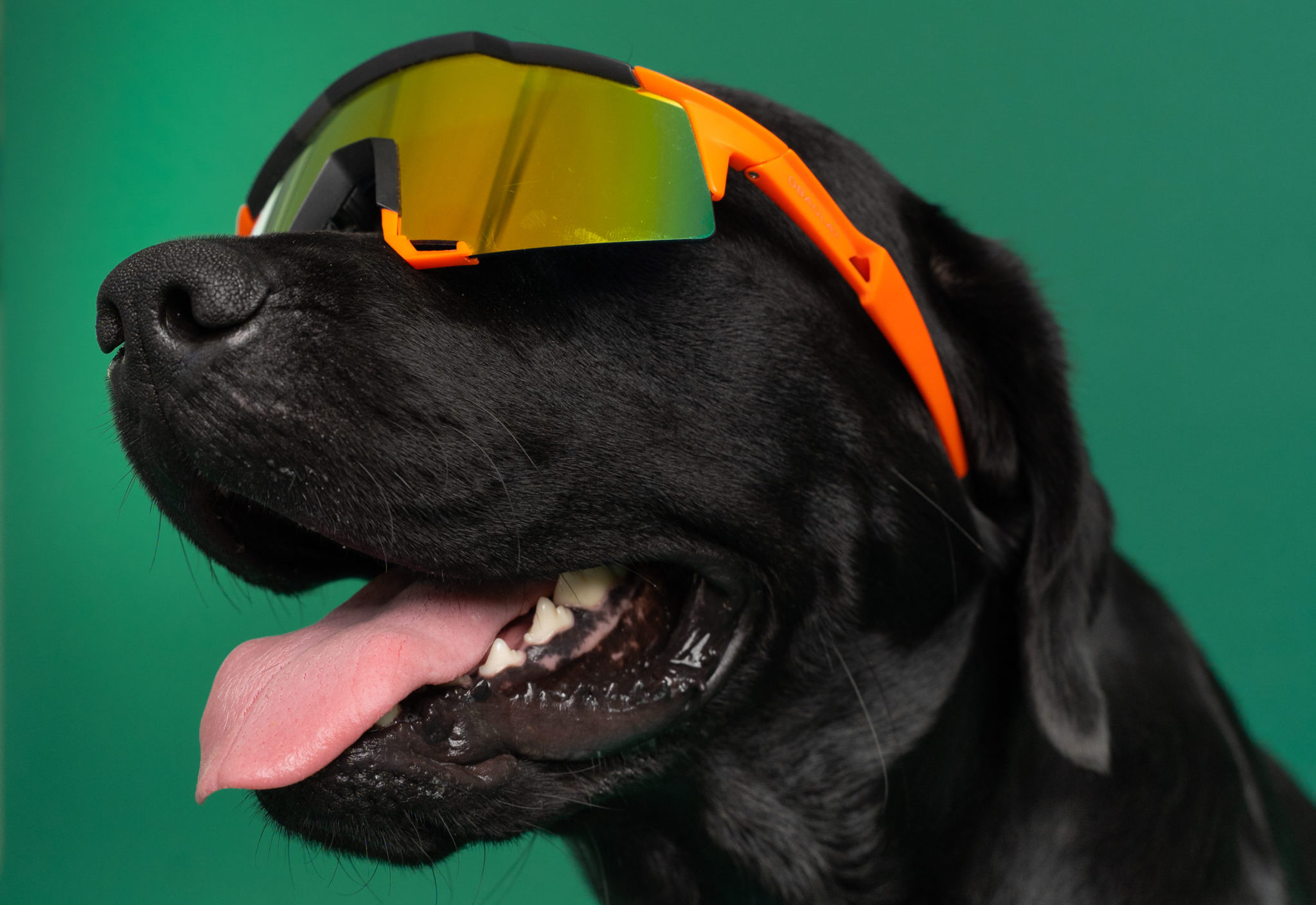 Er hunde farveblinde, og meget kan hunde se? | Vuffeli