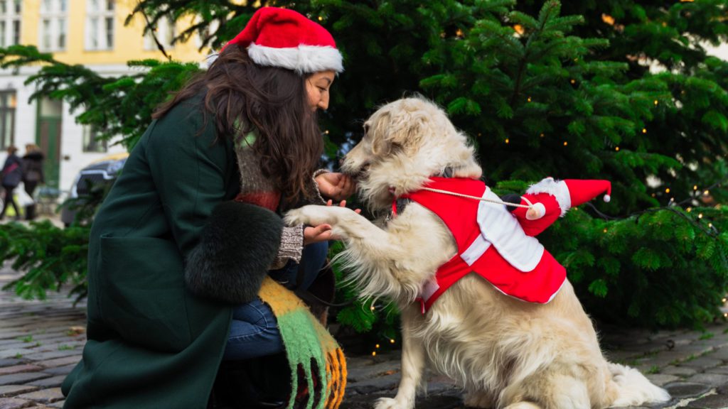Ung Modernisere metal Juleguide: 8 tips til en sikker og glædelig jul med din hund