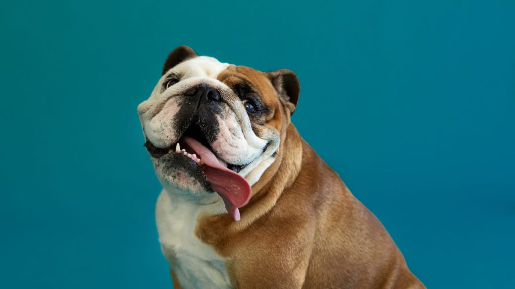 Vanærende skærm bremse Hvorfor er chokolade giftigt for min hund? | Vuffeli hundeblog