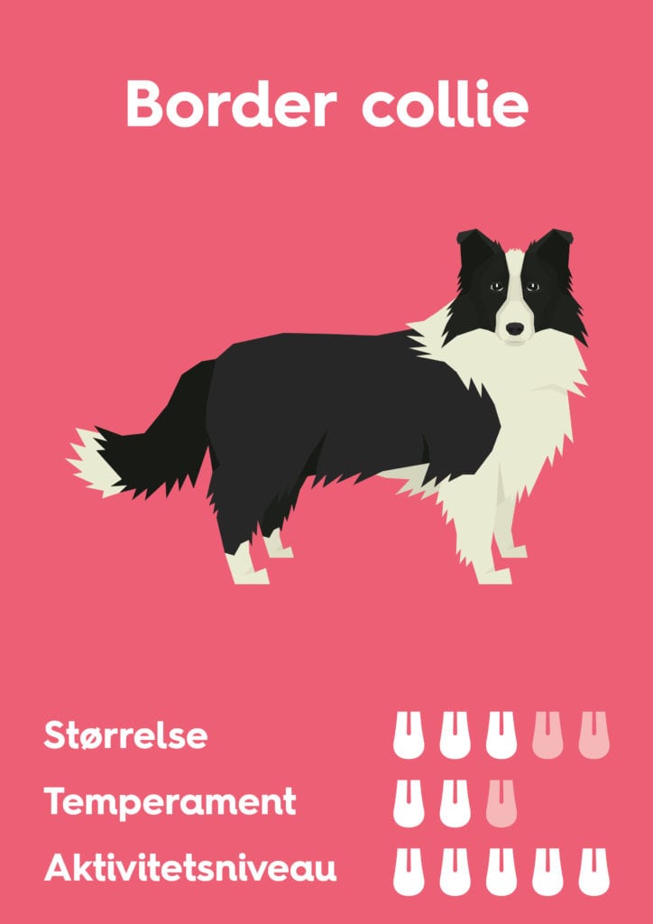 Vuffeli hundeblog
