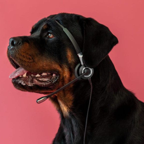 hund snakker i telefonVuffeli hundeblog