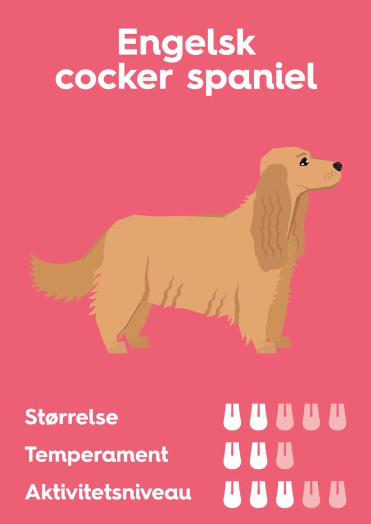 Vuffeli hundeblog