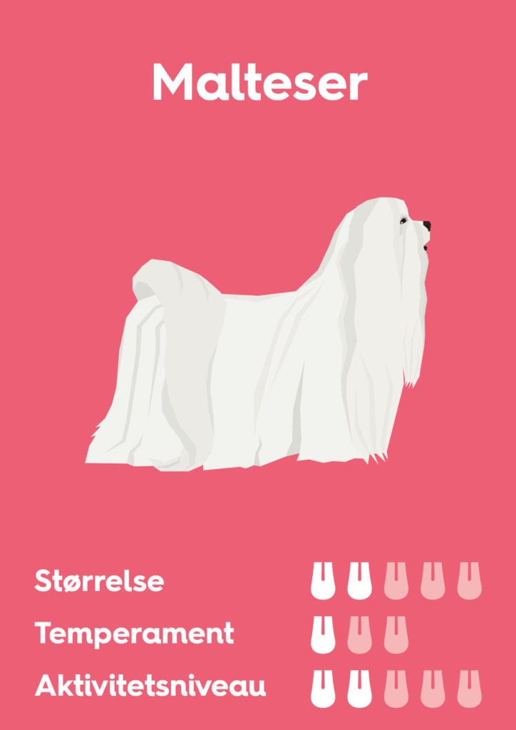 Vuffeli hundeblog