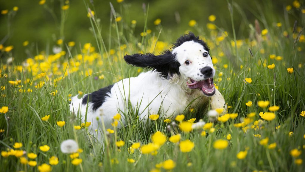 glad cocker spaniel løber på blomstermarkVuffeli hundeblog