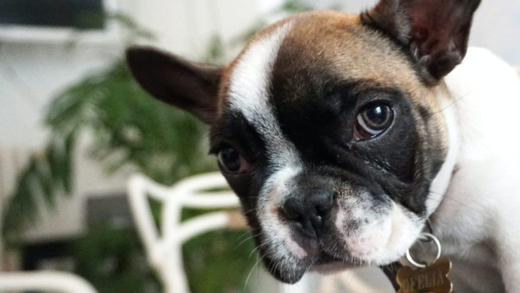 Vuffeli hundeblog