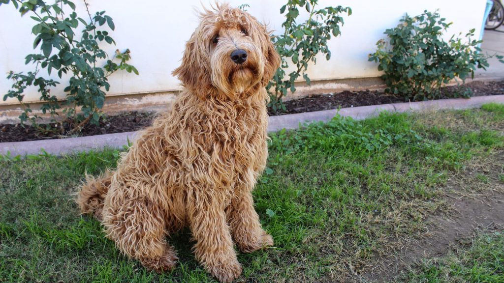 langhåret labradoodle sidder i sin haveVuffeli hundeblog